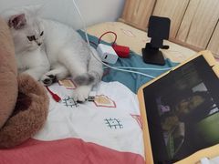 -lincat·猫舍(广州店)