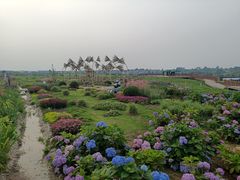 -空港花田景区