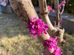 -高东镇樱花园