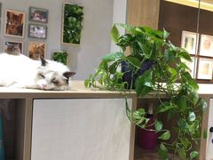 -藏猫猫咖啡主题馆(中央大道店)