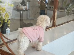 -共舞时光猫咖·狗咖(新街口店)
