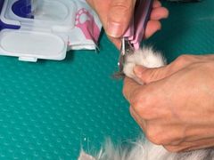 -集宠猫柠宠物生活馆