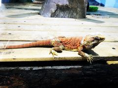 -石家庄市动物园