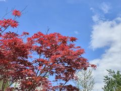 -莲花池公园