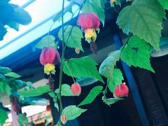 -Le Chalet Dalat