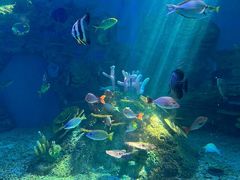 -上海海洋水族馆