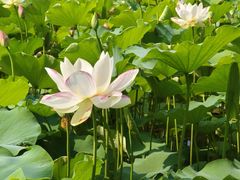 -莲花池公园