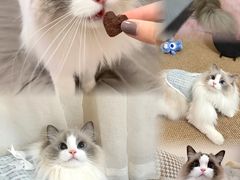 -瑞派蒂凯宠物医院·免疫点·宠保定点