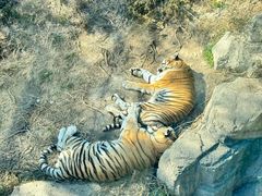 -大连森林动物园