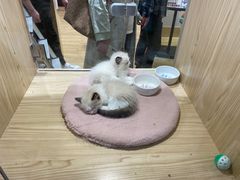 -屋虎猫馆(宝安大仟里店)