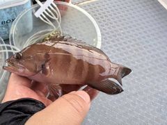 -小猫钓鱼海钓俱乐部(椰梦长廊店)