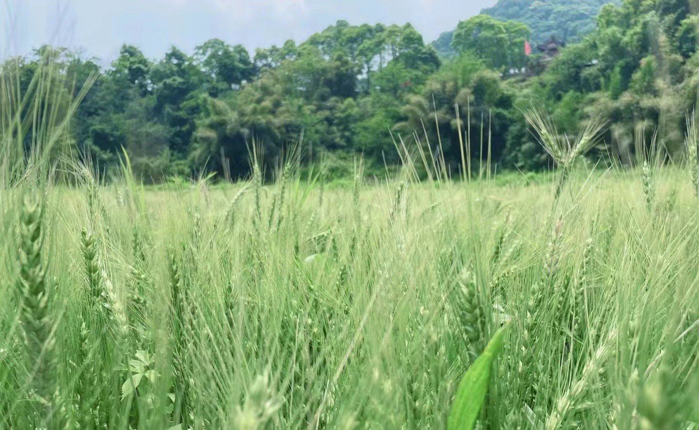 大邑仙台山丨风吹麦浪绿野仙踪版亲子徒步