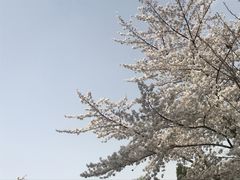-西安青龙寺遗址景区