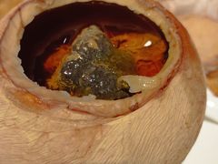 泰式椰皇炖乌鸡汤-陈鹏鹏潮汕菜(宝安机场T3航站楼店)