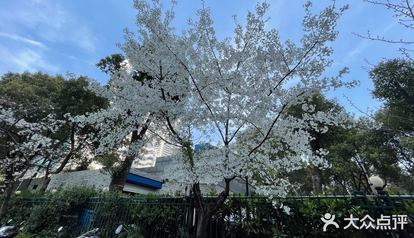 南西商圈的樱花和郁金香🌷让你幸福了吗？