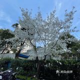 南西商圈的樱花和郁金香🌷让你幸福了吗？