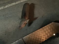 -清迈夜间动物园