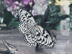 -Behring World of Animals(上海自然博物馆店)