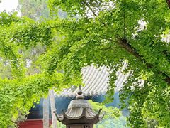 -洛阳白马寺