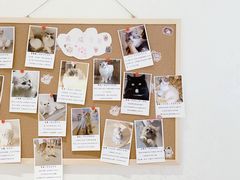 -猫腻·猫咖·撸猫馆(星光大道店)