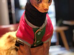 -猫色咖啡·猫咖
