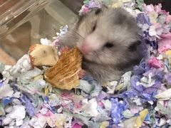 -Pets First伊珊娜洗护·精致美容·家庭式寄养(新会路店)