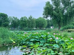 -北龙湖湿地公园