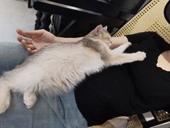-琪喵猫屋·撸猫猫咖·猫舍