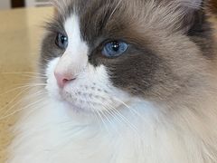 -MOCHA明星猫咖(田子坊店)