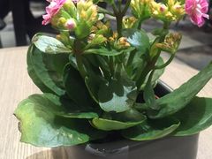 -gaga(深圳南山益田假日广场店)