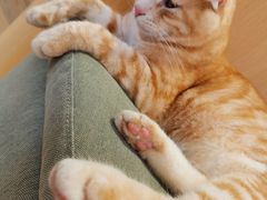 -CAT’S MEWSTAR CAFE·喵星球猫屋(晴湾咖啡店)