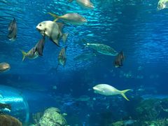 -瑞普利水族馆