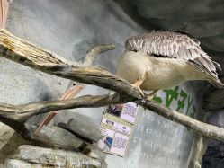 -Zoolung Zoolung动物主题公园(海信广场店)