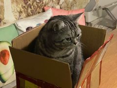 -萌兽医馆·宠物医院·猫骨科(创景店)