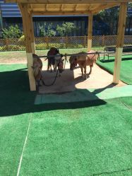 -萌宠亲子动物乐园(槐房万达店)