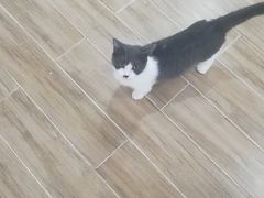 -李小姐の猫咖啡馆(五角场店)