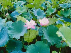 -莲湖公园
