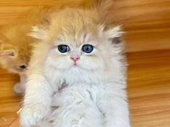 -猫十亿·布偶金渐层·曼基康矮脚猫舍(青年路店)