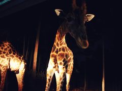 -清迈夜间动物园