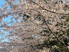 -高东镇樱花园