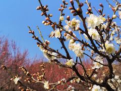 -苏州上方山国家森林公园