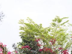 -龙舟池
