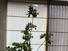 -元古雲境(太古里店)