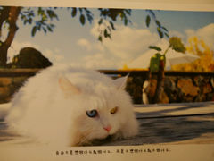 android_upload_pic-Anne猫窝咖啡屋