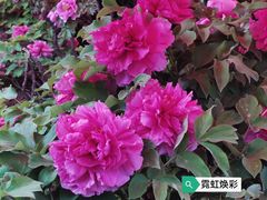 -洛阳市隋唐城遗址植物园