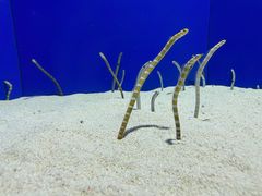 -上海海洋水族馆
