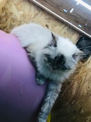 -萌宠家互动乐园