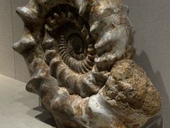 -安徽省地质博物馆