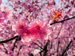 -白塘生态植物园
