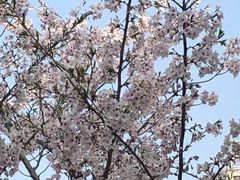 -高东镇樱花园